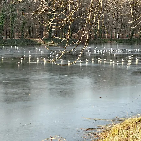 Проживание в семье Near Rondo Onz